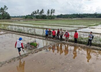 Desa Bangun Rejo Gunakan Rice Transplanter, Produktivitas Pertanian Meningkat