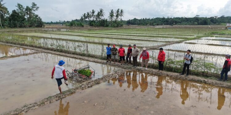 Desa Bangun Rejo Gunakan Rice Transplanter, Produktivitas Pertanian Meningkat