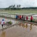 Desa Bangun Rejo Gunakan Rice Transplanter, Produktivitas Pertanian Meningkat