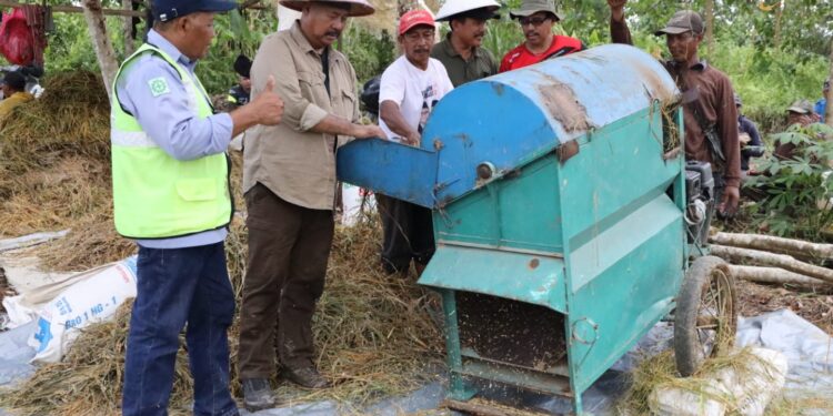 Panen Raya di Desa Mulawarman, Petani Buktikan Ketahanan Pangan Lokal