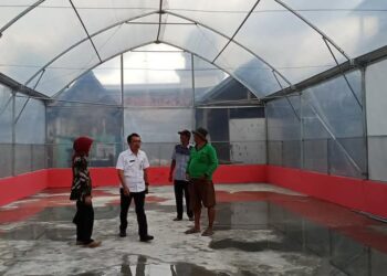 Desa Sumber Sari Gunakan UV Dryer, Panen Padi Tetap Kering di Musim Hujan