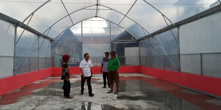 Desa Sumber Sari Gunakan UV Dryer, Panen Padi Tetap Kering di Musim Hujan