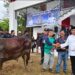Dinas PU Kukar Sembelih Tujuh Ekor Sapi Kurban, Wujudkan Semangat Kepedulian Sosial di Hari Raya Iduladha