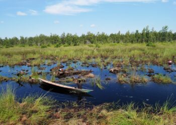 Proyek Karbon Masuk Kukar, Desa Raup Dana Pembangunan dari Hutan Lestari