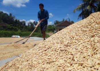 Bulog Jamin Serapan Panen, Petani Kukar Nikmati Harga Stabil