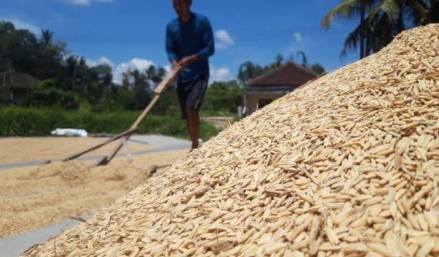 Bulog Jamin Serapan Panen, Petani Kukar Nikmati Harga Stabil