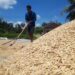 Bulog Jamin Serapan Panen, Petani Kukar Nikmati Harga Stabil