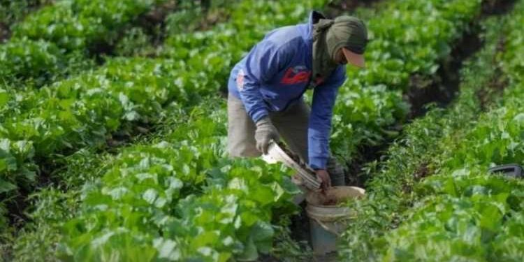 Petani Maluhu Kelimpungan, Kebun Sayur Diserbu Monyet Liar Tiap Pagi