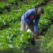 Petani Maluhu Kelimpungan, Kebun Sayur Diserbu Monyet Liar Tiap Pagi