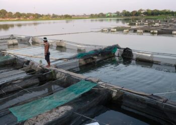 Sentra Bibit Ikan Ponoragan Jadi Tulang Punggung Perikanan Kaltim