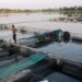 Sentra Bibit Ikan Ponoragan Jadi Tulang Punggung Perikanan Kaltim