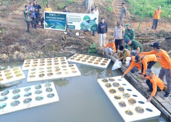 Inovasi Pertanian Kutim: Padi Terapung dan Ikan Bensaian Jadi Model Ketahanan Pangan Desa