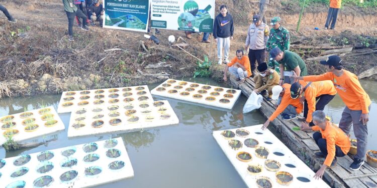 Inovasi Pertanian Kutim: Padi Terapung dan Ikan Bensaian Jadi Model Ketahanan Pangan Desa