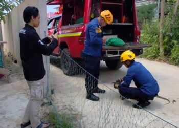 Damkar Kutim Turun Tangan Jinakkan Biawak di Halaman Warga