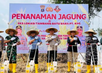 Jagung di Telaga Batu Arang: Lahan Eks Tambang Disulap Jadi Sentra Pangan