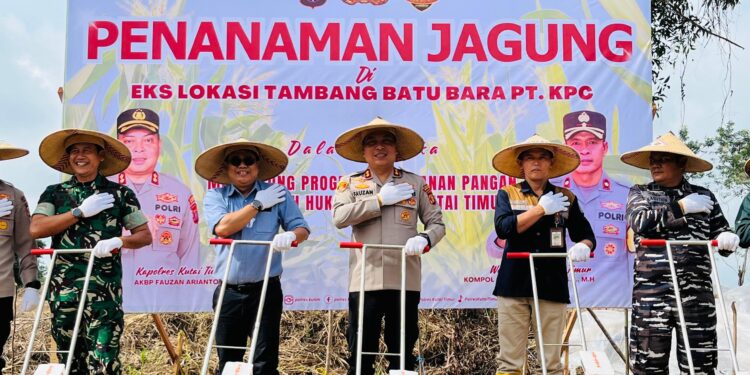 Jagung di Telaga Batu Arang: Lahan Eks Tambang Disulap Jadi Sentra Pangan