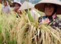 Pemkab Kutai Timur Siapkan Perluasan Sawah 20 Ribu Hektare untuk Kejar Swasembada Beras