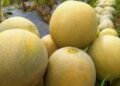 Kutai Timur Dorong Pertanian Hortikultura, 6 Ribu Melon Mulai Ditanam di Teluk Pandan