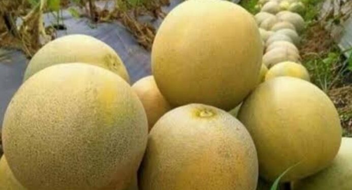 Kutai Timur Dorong Pertanian Hortikultura, 6 Ribu Melon Mulai Ditanam di Teluk Pandan