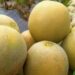 Kutai Timur Dorong Pertanian Hortikultura, 6 Ribu Melon Mulai Ditanam di Teluk Pandan