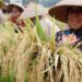 Pemkab Kutai Timur Siapkan Perluasan Sawah 20 Ribu Hektare untuk Kejar Swasembada Beras