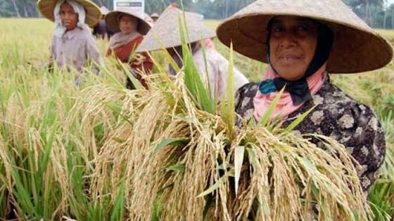 Pemkab Kutai Timur Siapkan Perluasan Sawah 20 Ribu Hektare untuk Kejar Swasembada Beras