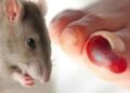 Dinkes Kutim Ingatkan Warga Waspadai Ancaman Hantavirus yang Bersumber dari Lingkungan