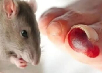 Dinkes Kutim Ingatkan Warga Waspadai Ancaman Hantavirus yang Bersumber dari Lingkungan