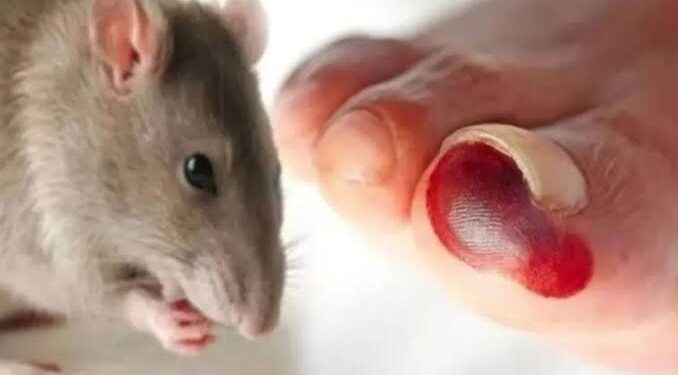 Dinkes Kutim Ingatkan Warga Waspadai Ancaman Hantavirus yang Bersumber dari Lingkungan