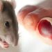 Dinkes Kutim Ingatkan Warga Waspadai Ancaman Hantavirus yang Bersumber dari Lingkungan
