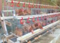 Bupati Kutai Timur Tinjau Peternakan Ayam Rakyat, Dorong Warga Kembangkan Usaha Produktif