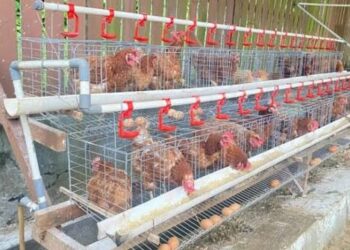 Bupati Kutai Timur Tinjau Peternakan Ayam Rakyat, Dorong Warga Kembangkan Usaha Produktif