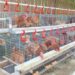 Bupati Kutai Timur Tinjau Peternakan Ayam Rakyat, Dorong Warga Kembangkan Usaha Produktif