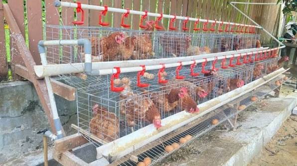 Bupati Kutai Timur Tinjau Peternakan Ayam Rakyat, Dorong Warga Kembangkan Usaha Produktif