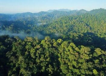 Potensi Kebakaran Hutan dan Lahan di Kaltim Masih Tinggi Hingga 12 Agustus 2026
