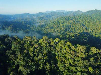 Potensi Kebakaran Hutan dan Lahan di Kaltim Masih Tinggi Hingga 12 Agustus 2026