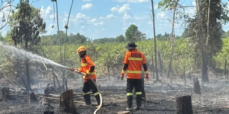 46 Kejadian Karhutla Terjadi di Samarinda, Luas Lahan Terbakar Capai 46,04 Hektare