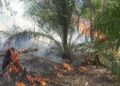 Nekat Bakar Lahan untuk Buka Kebun Sawit, Pria di Berau Ditangkap Polisi