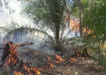 Nekat Bakar Lahan untuk Buka Kebun Sawit, Pria di Berau Ditangkap Polisi
