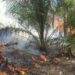 Nekat Bakar Lahan untuk Buka Kebun Sawit, Pria di Berau Ditangkap Polisi