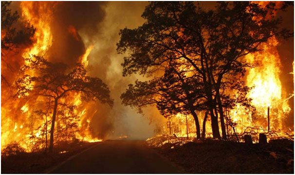 Polda Kaltim Tetapkan 9 Tersangka Karhutla, 456 Hektare Lahan Terbakar